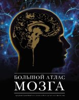 Книга - Жан-Клод  Ламьель - Большой атлас мозга (pdf) читать без регистрации