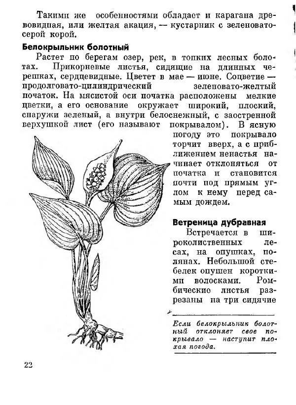Степан Мацюцкий - Туристу о растениях - Страница № 23