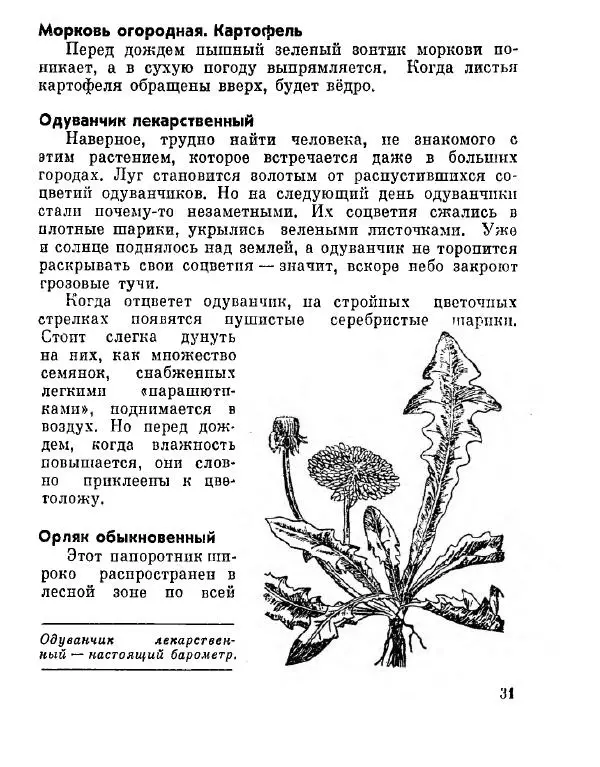 Степан Мацюцкий - Туристу о растениях - Страница № 32