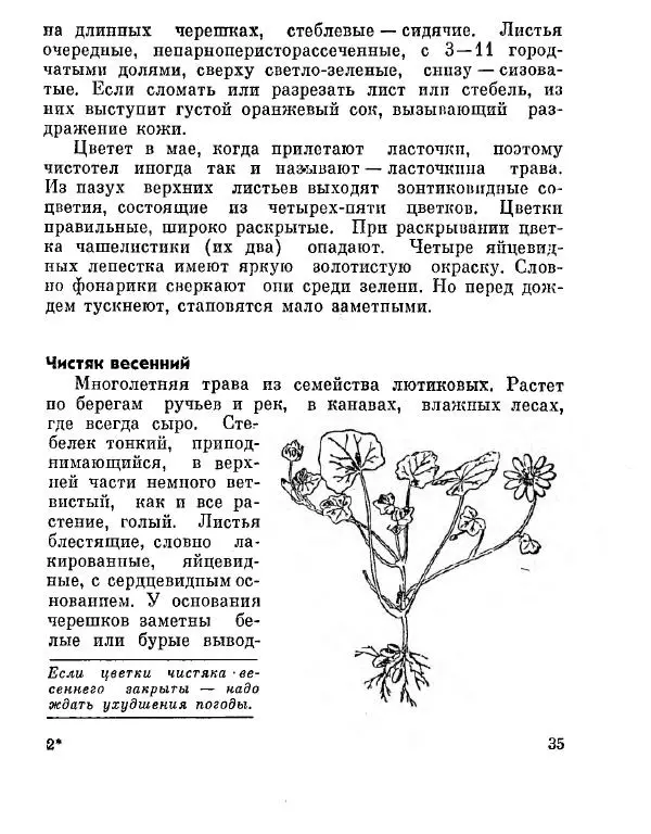 Степан Мацюцкий - Туристу о растениях - Страница № 36