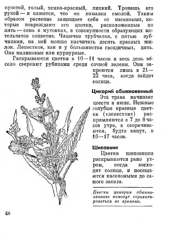 Степан Мацюцкий - Туристу о растениях - Страница № 49
