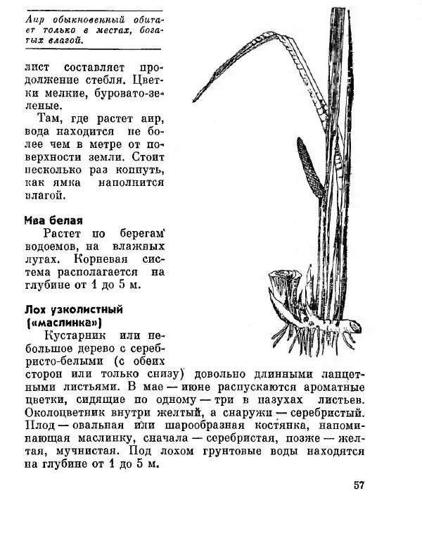 Степан Мацюцкий - Туристу о растениях - Страница № 58