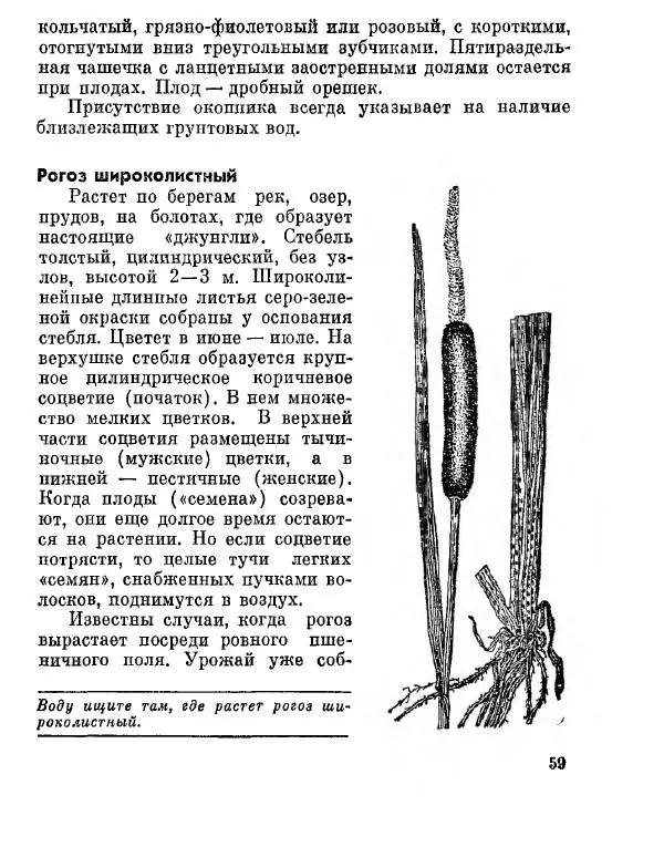 Степан Мацюцкий - Туристу о растениях - Страница № 60