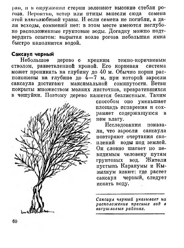 Степан Мацюцкий - Туристу о растениях - Страница № 61