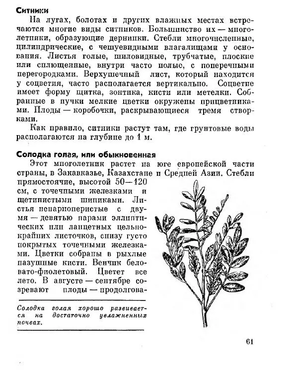 Степан Мацюцкий - Туристу о растениях - Страница № 62