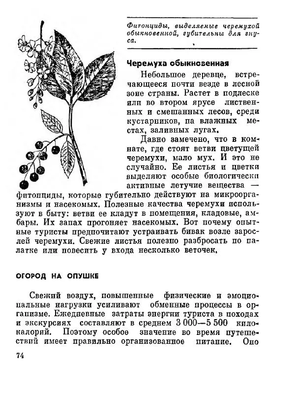 Степан Мацюцкий - Туристу о растениях - Страница № 75