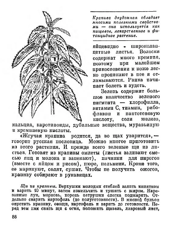 Степан Мацюцкий - Туристу о растениях - Страница № 87