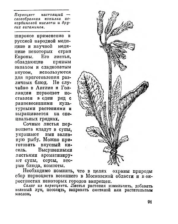 Степан Мацюцкий - Туристу о растениях - Страница № 92