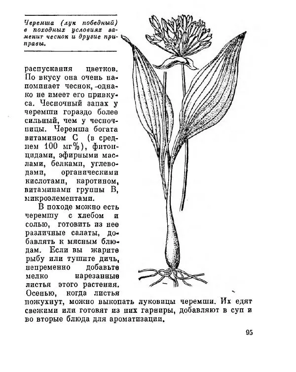 Степан Мацюцкий - Туристу о растениях - Страница № 96