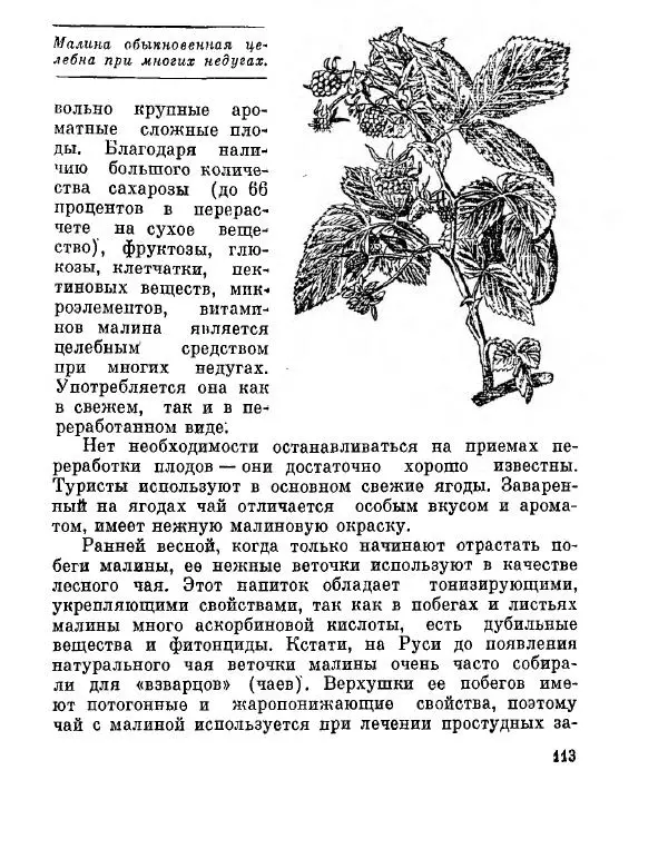 Степан Мацюцкий - Туристу о растениях - Страница № 114