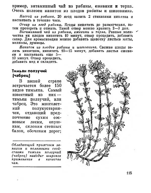 Степан Мацюцкий - Туристу о растениях - Страница № 116
