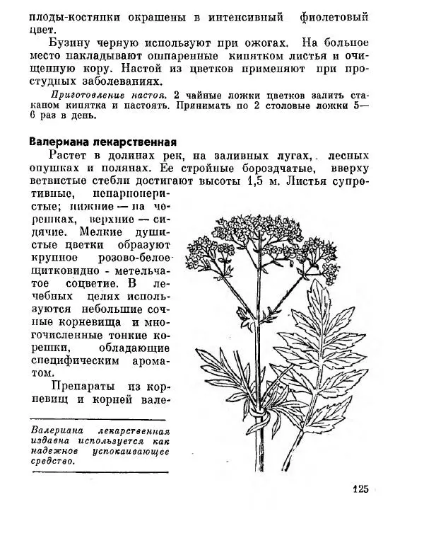 Степан Мацюцкий - Туристу о растениях - Страница № 126
