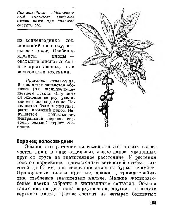 Степан Мацюцкий - Туристу о растениях - Страница № 156