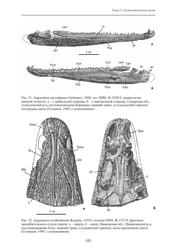 И. Новиков - Раннетриасовые амфибии Восточной Европы: эволюция доминантных групп и особенности смены сообществ - Страница № 101