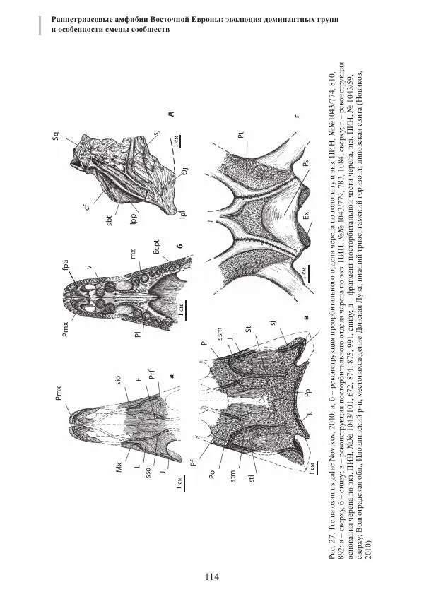 И. Новиков - Раннетриасовые амфибии Восточной Европы: эволюция доминантных групп и особенности смены сообществ - Страница № 114