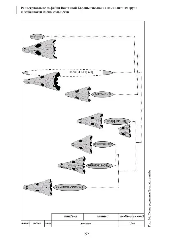 И. Новиков - Раннетриасовые амфибии Восточной Европы: эволюция доминантных групп и особенности смены сообществ - Страница № 152