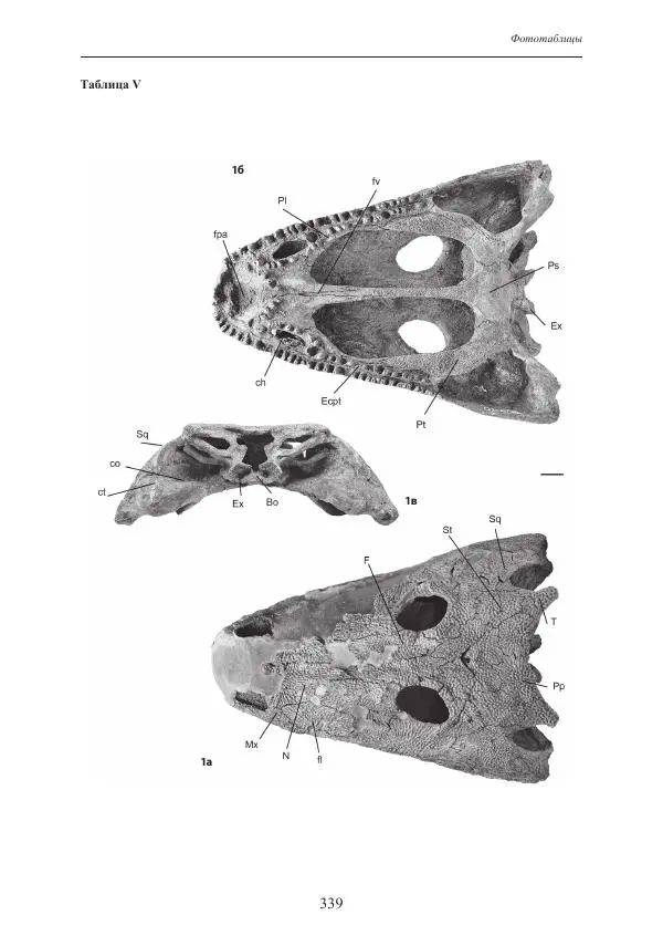 И. Новиков - Раннетриасовые амфибии Восточной Европы: эволюция доминантных групп и особенности смены сообществ - Страница № 339