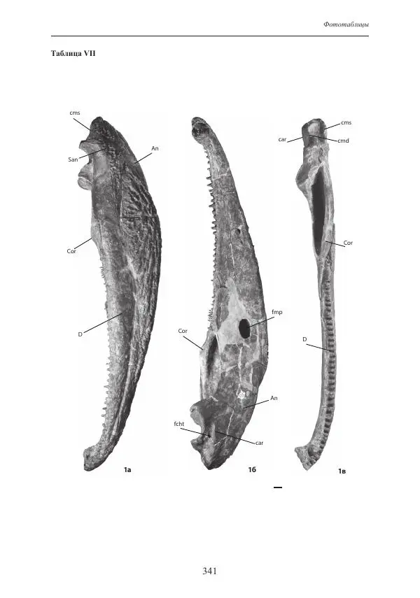 И. Новиков - Раннетриасовые амфибии Восточной Европы: эволюция доминантных групп и особенности смены сообществ - Страница № 341