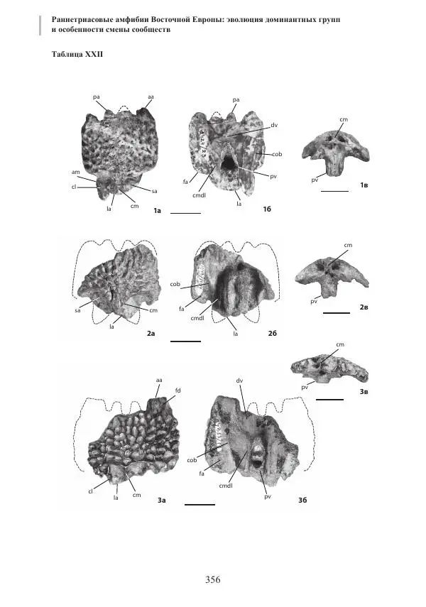 И. Новиков - Раннетриасовые амфибии Восточной Европы: эволюция доминантных групп и особенности смены сообществ - Страница № 356
