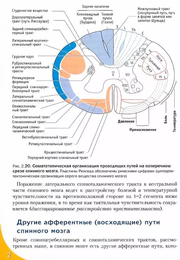 Коллектив авторов - Топический диагноз в неврологии по Петеру Дуусу - Страница № 66 Коллектив авторов - Топический диагноз в неврологии по Петеру Дуусу - Страница № 66