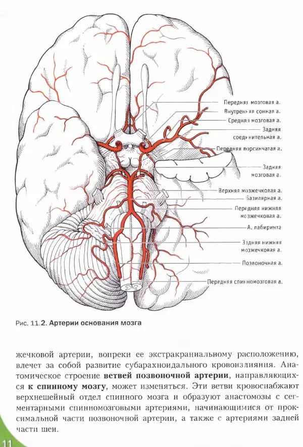 Коллектив авторов - Топический диагноз в неврологии по Петеру Дуусу - Страница № 493 Коллектив авторов - Топический диагноз в неврологии по Петеру Дуусу - Страница № 493