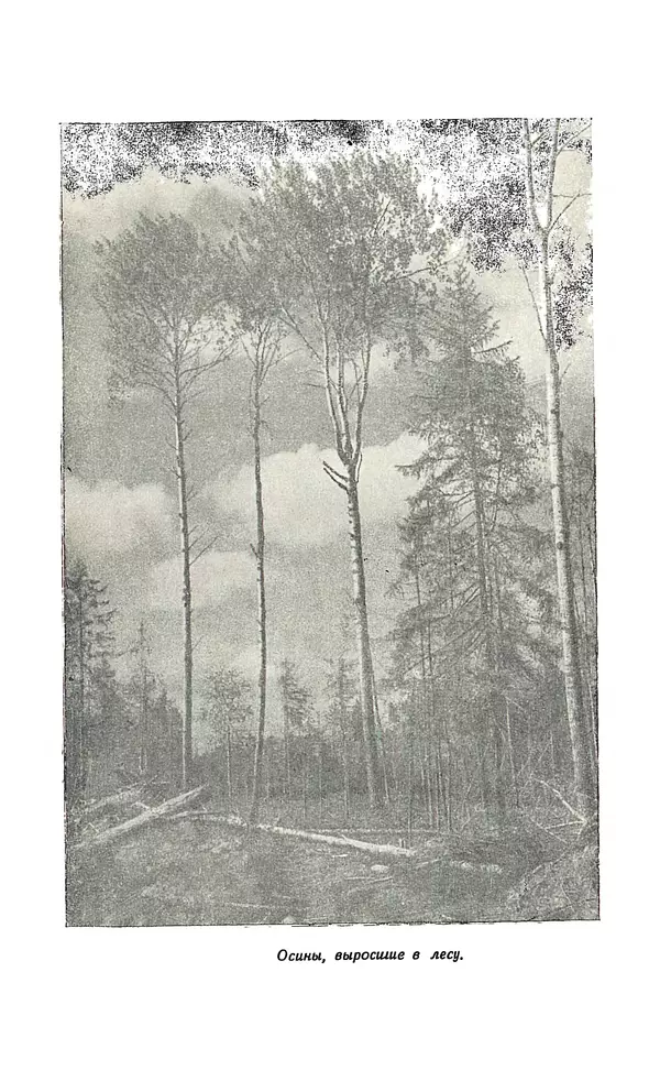Владимир Некрасов - Лес - Страница № 127