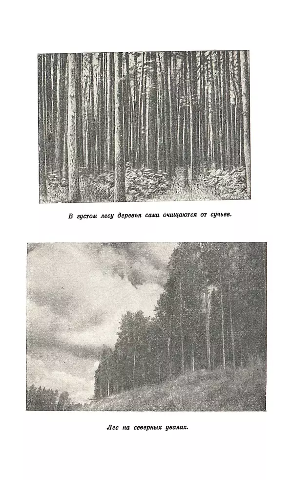 Владимир Некрасов - Лес - Страница № 38