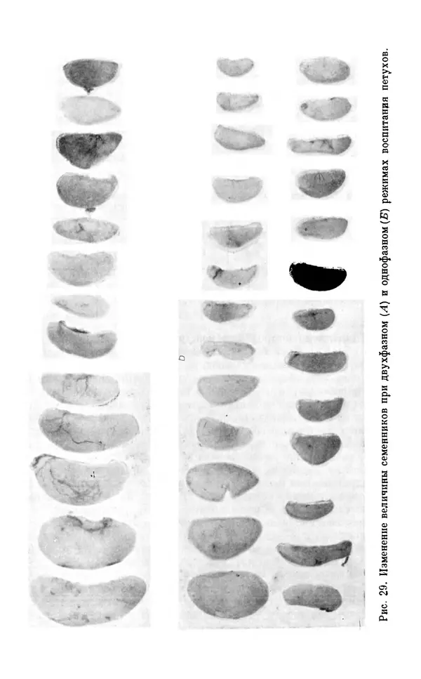 Михаил Лобашев - Физиология суточного ритма животных - Страница № 224
