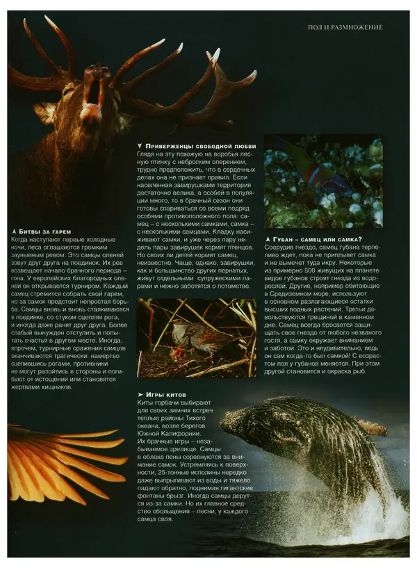  Коллектив авторов - Удивительная жизнь природы - Страница № 50