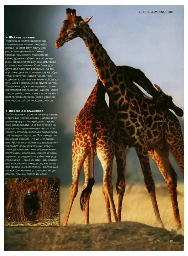  Коллектив авторов - Удивительная жизнь природы - Страница № 52