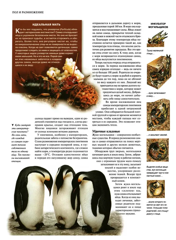  Коллектив авторов - Удивительная жизнь природы - Страница № 59