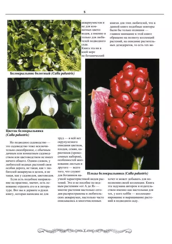 Марк Махлин - Аквариумный сад - Страница № 6