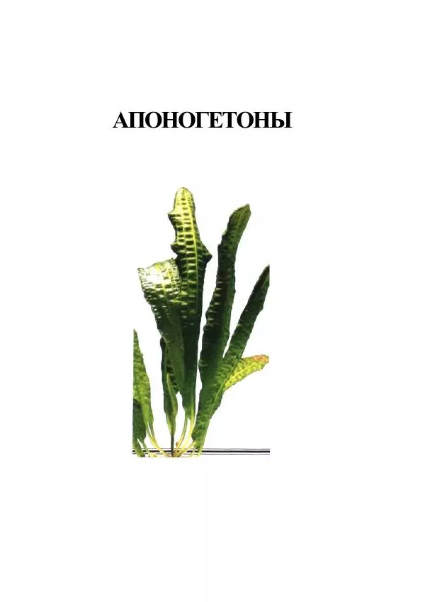 Марк Махлин - Аквариумный сад - Страница № 34