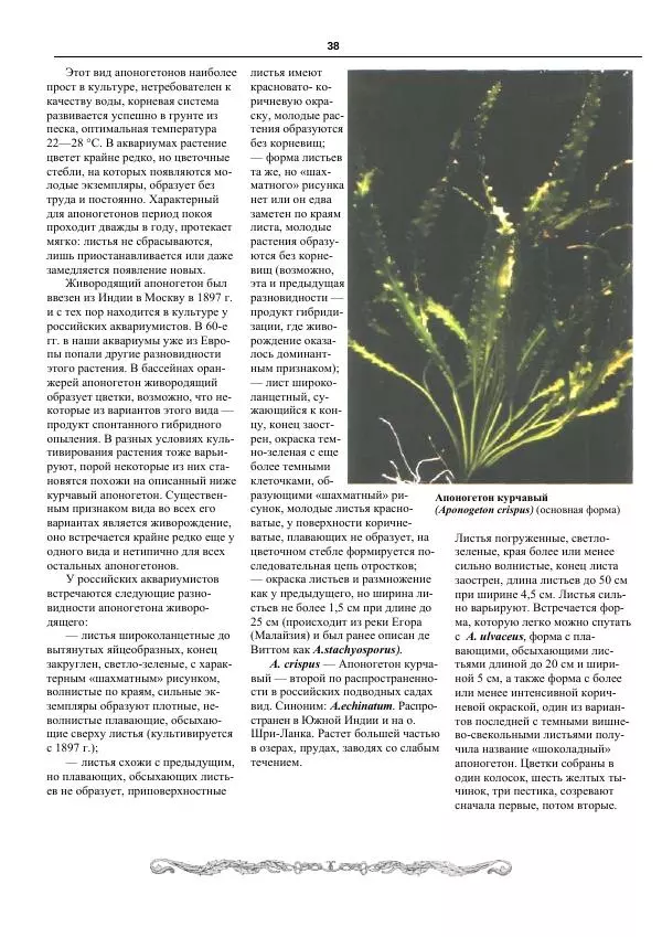 Марк Махлин - Аквариумный сад - Страница № 39