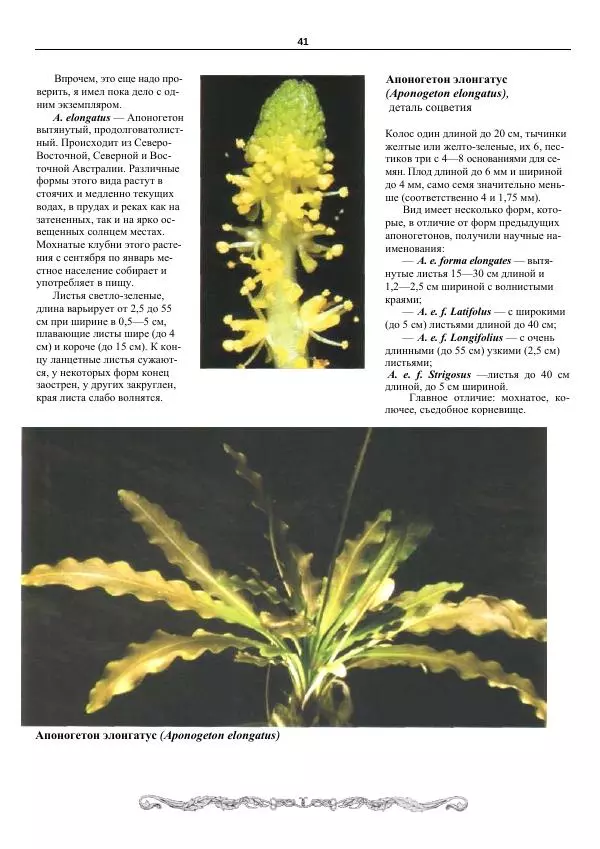 Марк Махлин - Аквариумный сад - Страница № 42