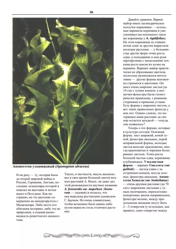 Марк Махлин - Аквариумный сад - Страница № 51