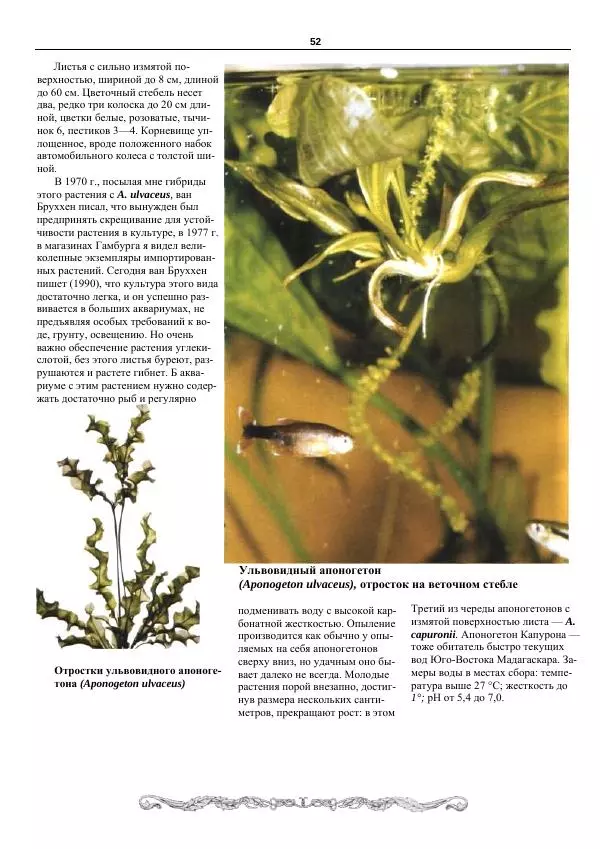 Марк Махлин - Аквариумный сад - Страница № 53