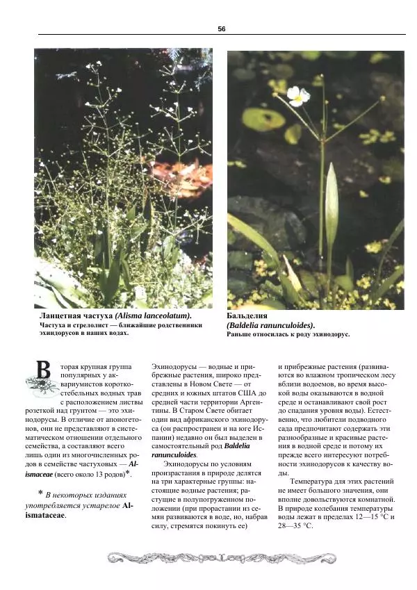 Марк Махлин - Аквариумный сад - Страница № 57