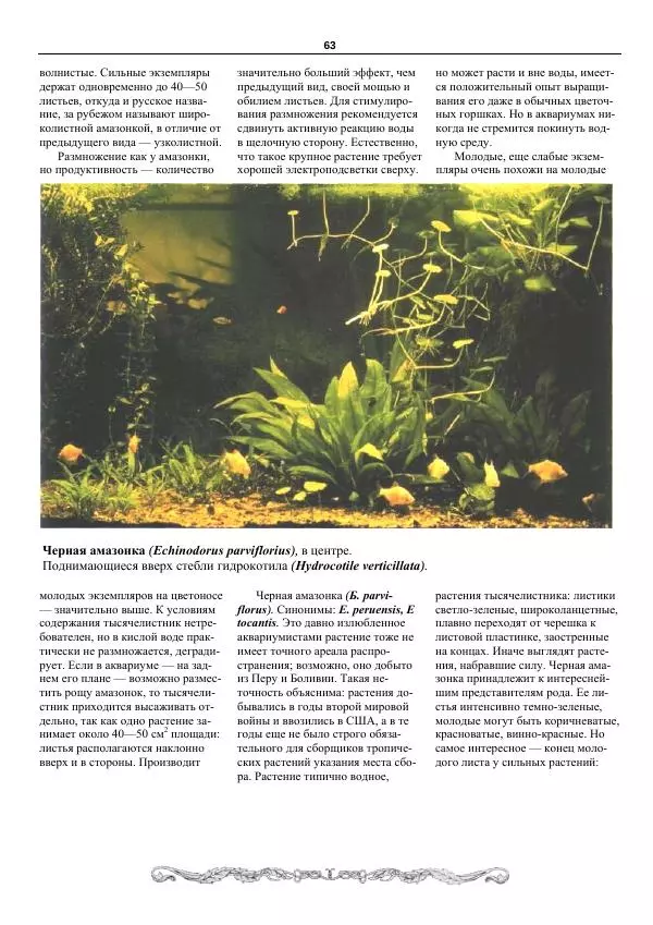 Марк Махлин - Аквариумный сад - Страница № 64