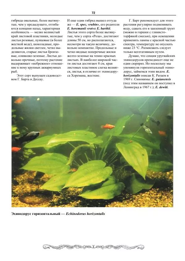 Марк Махлин - Аквариумный сад - Страница № 73