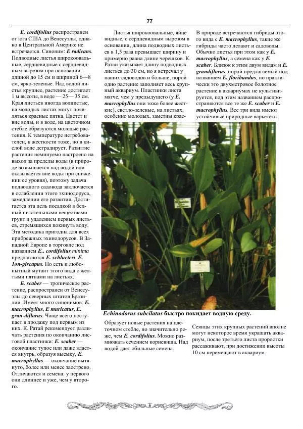 Марк Махлин - Аквариумный сад - Страница № 78