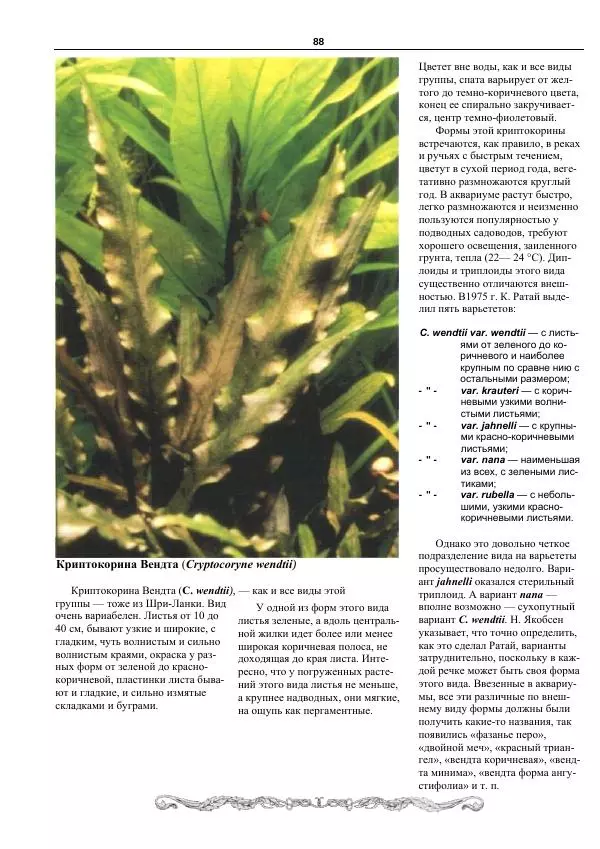 Марк Махлин - Аквариумный сад - Страница № 89