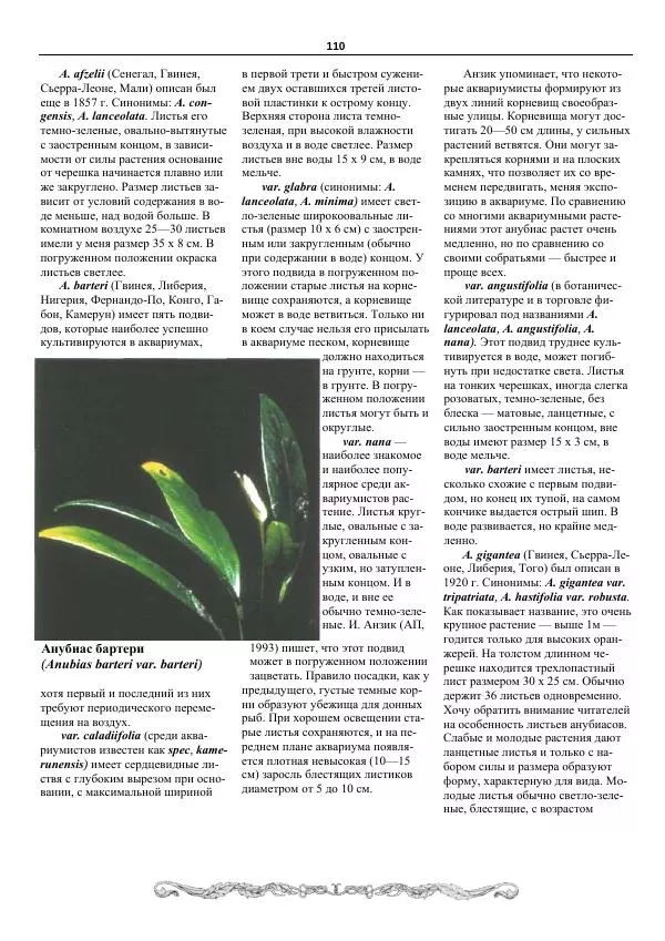 Марк Махлин - Аквариумный сад - Страница № 111