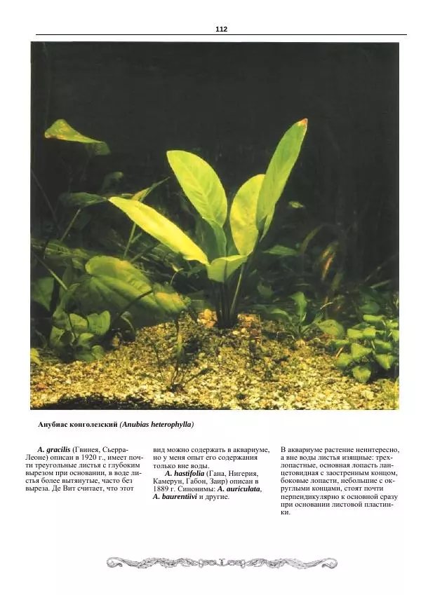 Марк Махлин - Аквариумный сад - Страница № 113