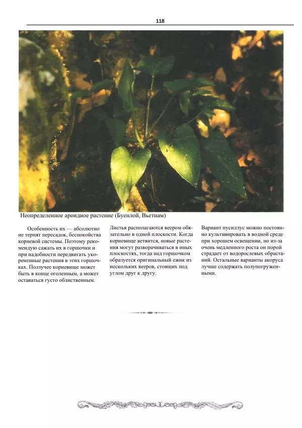 Марк Махлин - Аквариумный сад - Страница № 119