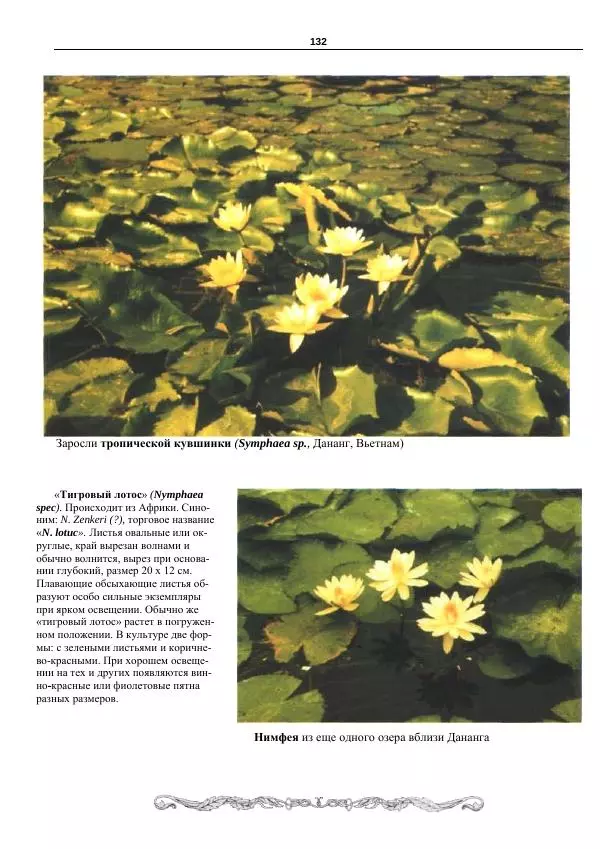 Марк Махлин - Аквариумный сад - Страница № 133