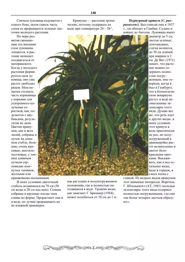 Марк Махлин - Аквариумный сад - Страница № 147