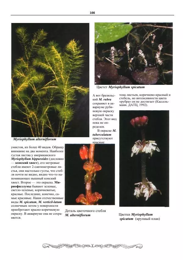 Марк Махлин - Аквариумный сад - Страница № 167