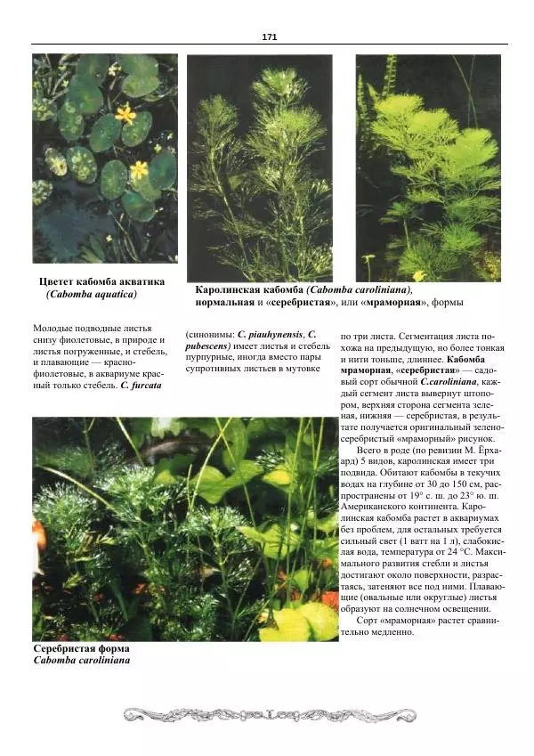 Марк Махлин - Аквариумный сад - Страница № 172