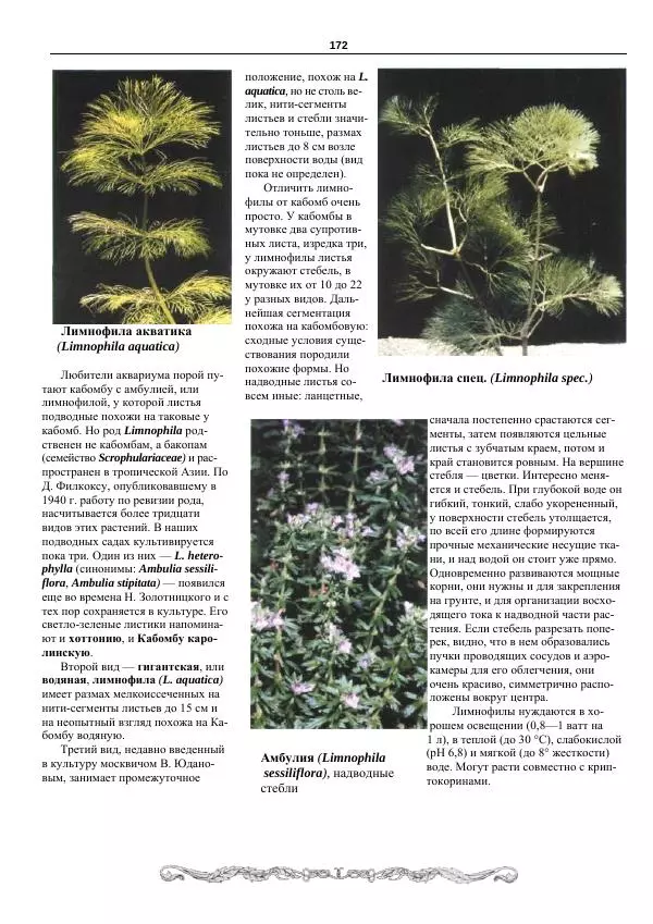 Марк Махлин - Аквариумный сад - Страница № 173
